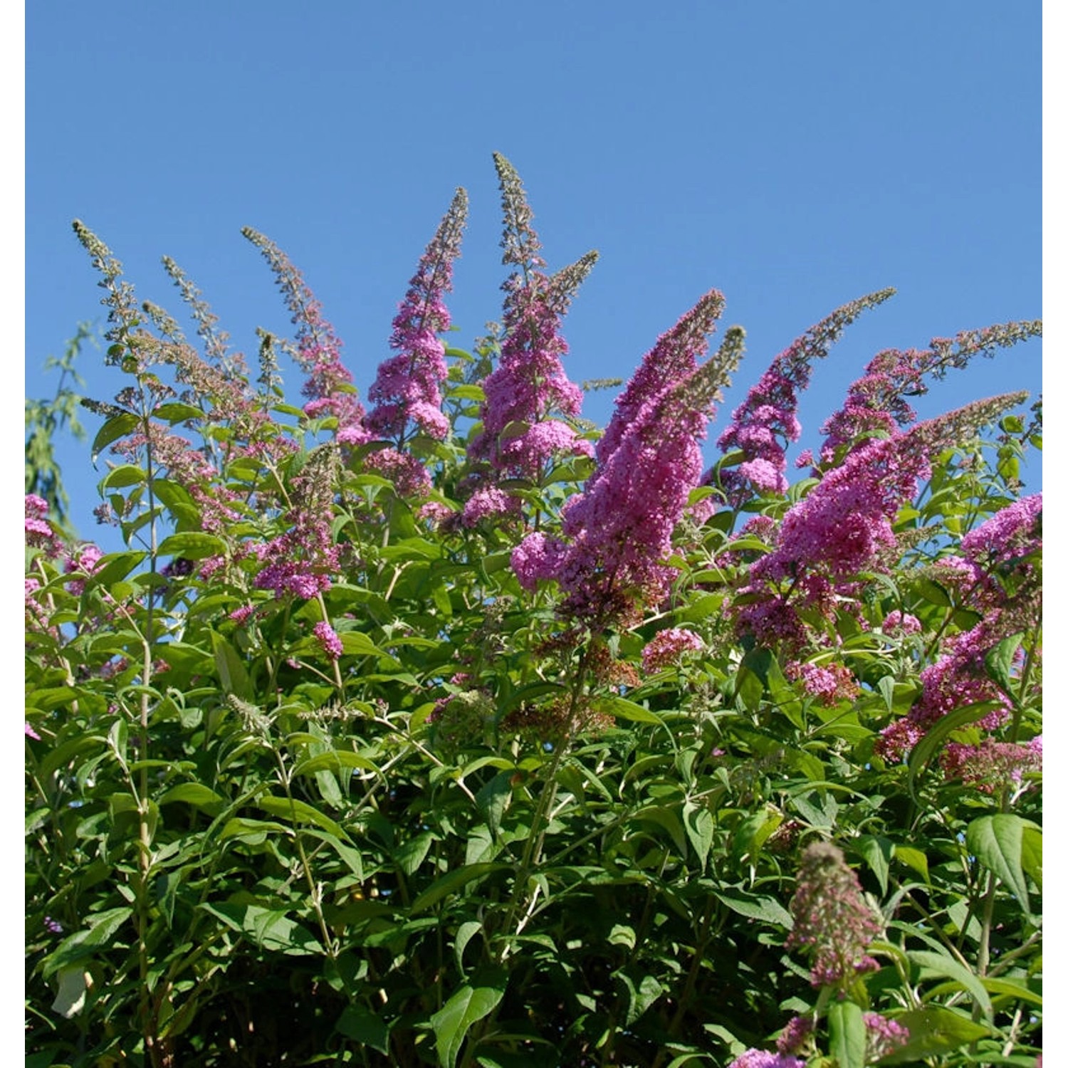 Schmetterlingsflieder Reve de Papillon Pink 60-80cm - Buddleja Schmetterlingsflieder Reve de Papillon Pink 60-80cm - Buddleja von Die Nr-01.de