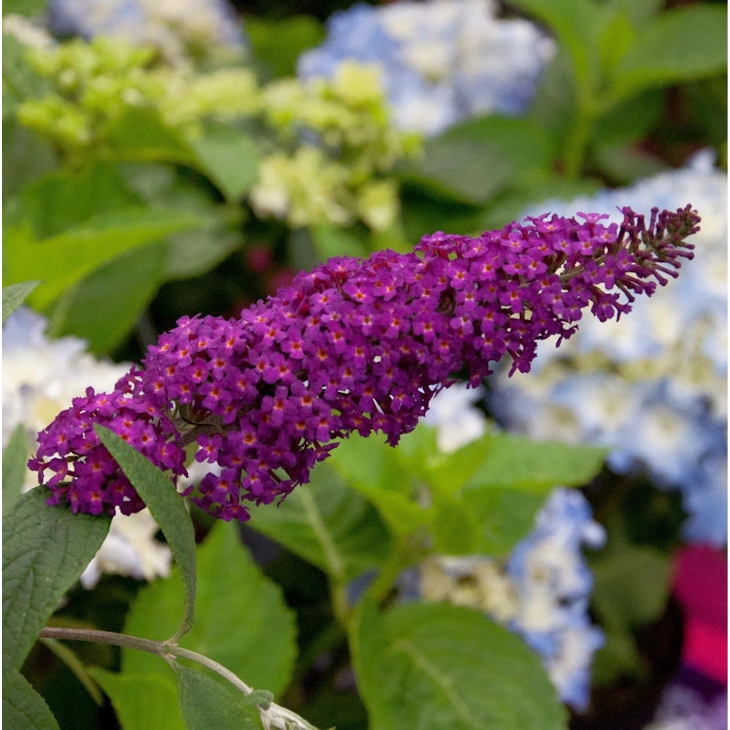 Schmetterlingsflieder Summer Bird Magenta 30-40cm - Buddleja Schmetterlingsflieder Summer Bird Magenta 30-40cm - Buddleja von Die Nr-01.de