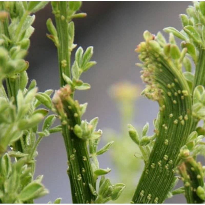 Schmuckginster Gelber Funken 60-80cm - Cytisus scoparius von Die Nr-01.de