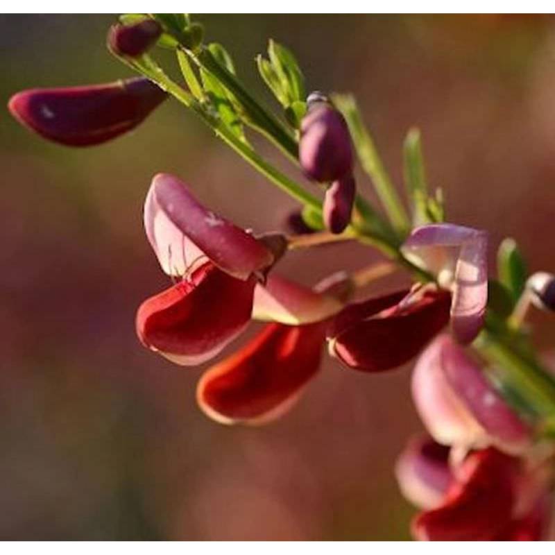 Schmuckginster Killiney Red 60-80cm - Cytisus scoparius von Die Nr-01.de