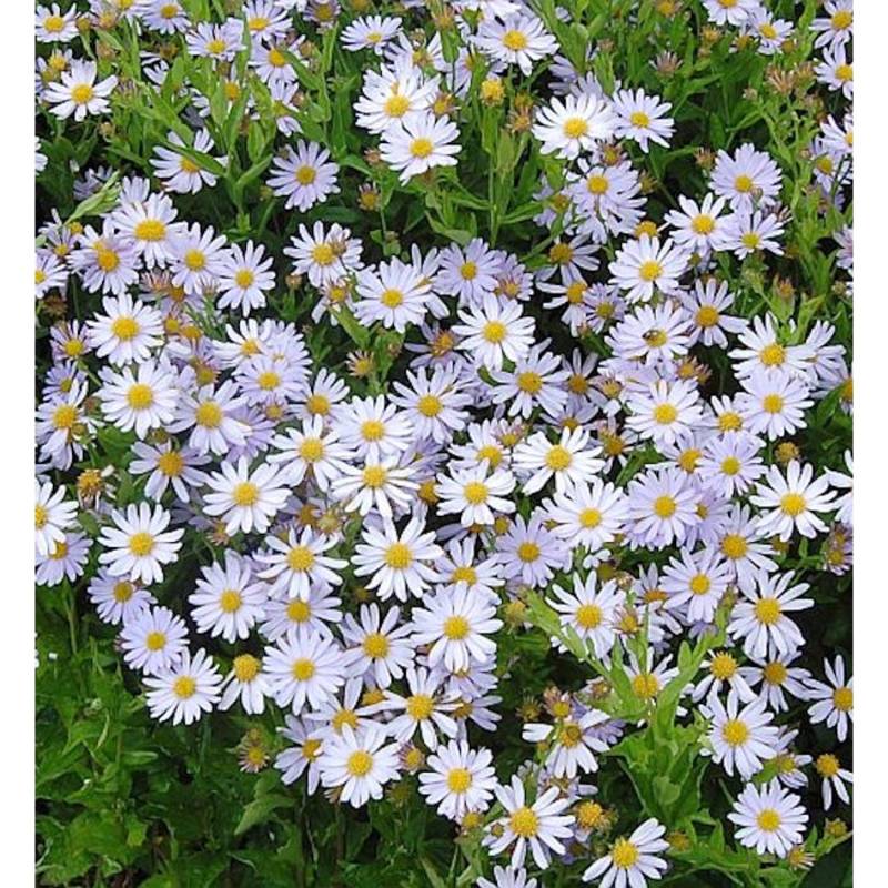 Schönaster Blue Star - Kalimeris incisa von Die Nr-01.de