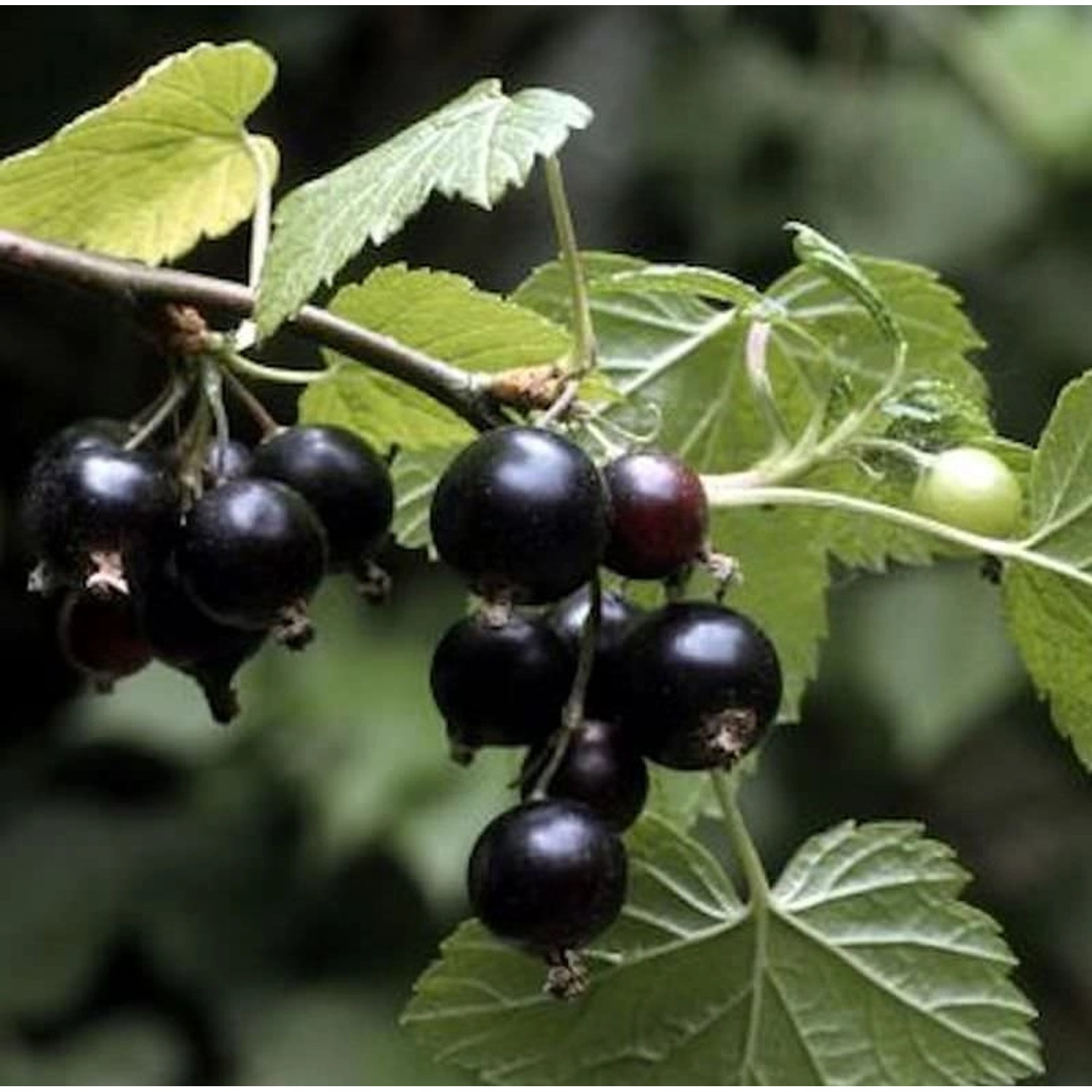 Schwarze Johannisbeere Ben Sarek 40-60cm - Ribes nigrum Schwarze Johannisbeere Ben Sarek 40-60cm - Ribes nigrum von Die Nr-01.de