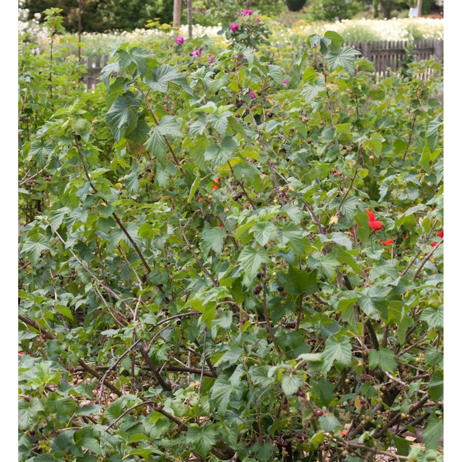 Schwarze Johannisbeere Rosenthals Langtraubige 30-40cm - Ribes nigrum Schwarze Johannisbeere Rosenthals Langtraubige 30-40cm - Ribes nigrum von Die Nr-01.de