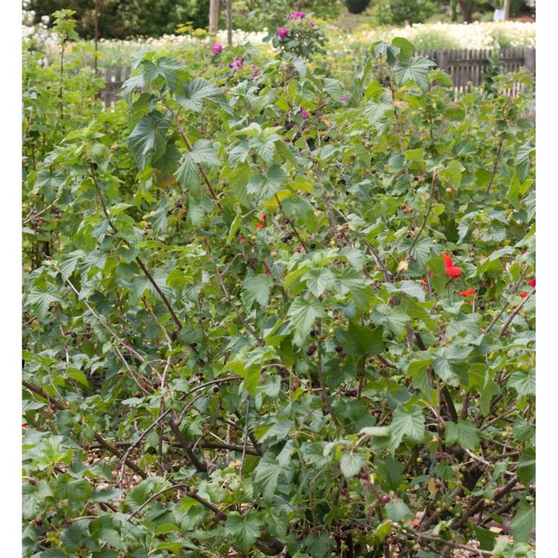 Schwarze Johannisbeere Rosenthals Langtraubige 30-40cm - Ribes nigrum von Die Nr-01.de