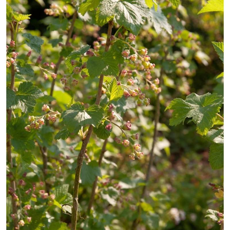 Schwarze Johannisbeere Silvergieters Schwarze 40-60cm - Ribes nigrum von Die Nr-01.de