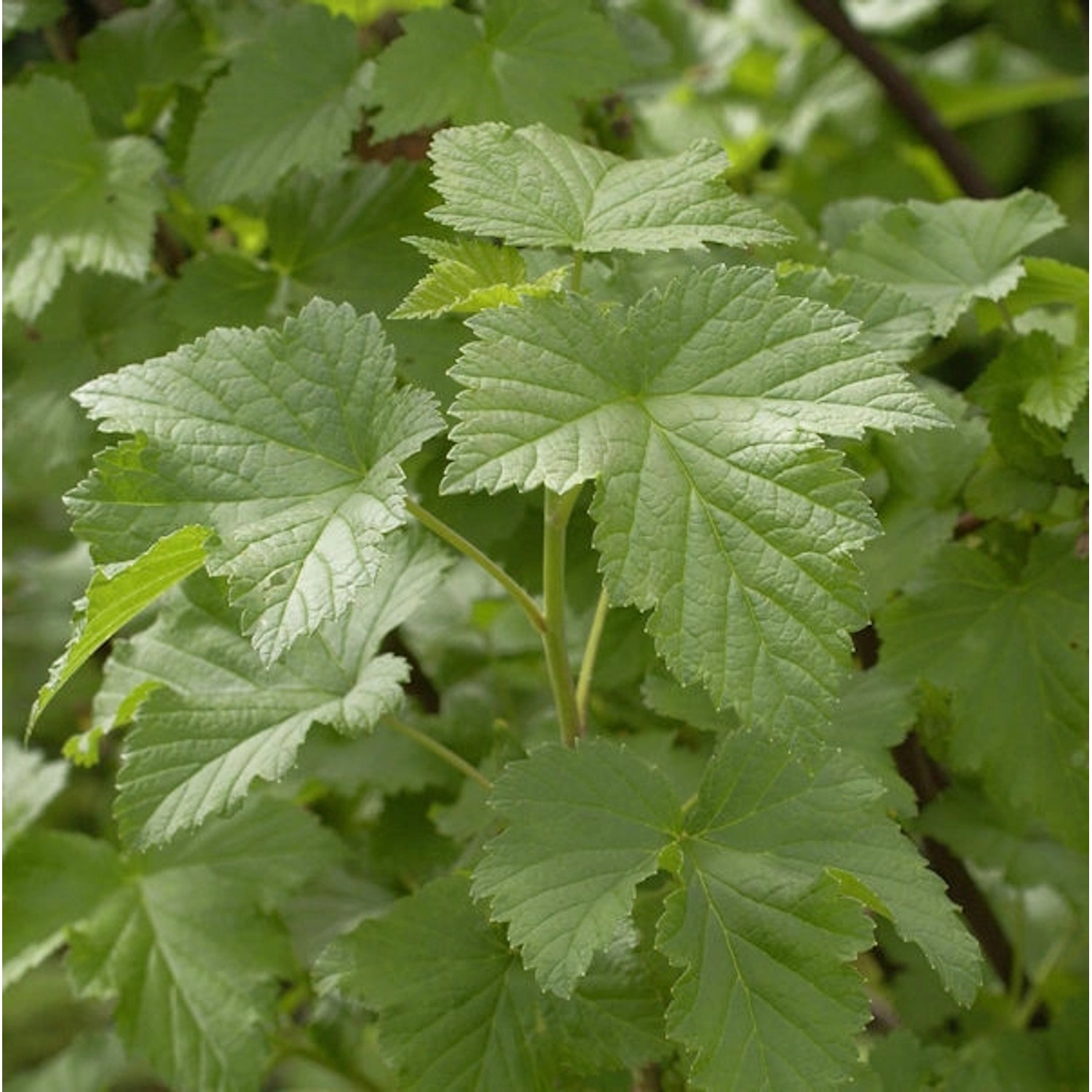 Schwarze Johannisbeere Tsema 30-40cm - Ribes nigrum Schwarze Johannisbeere Tsema 30-40cm - Ribes nigrum von Die Nr-01.de