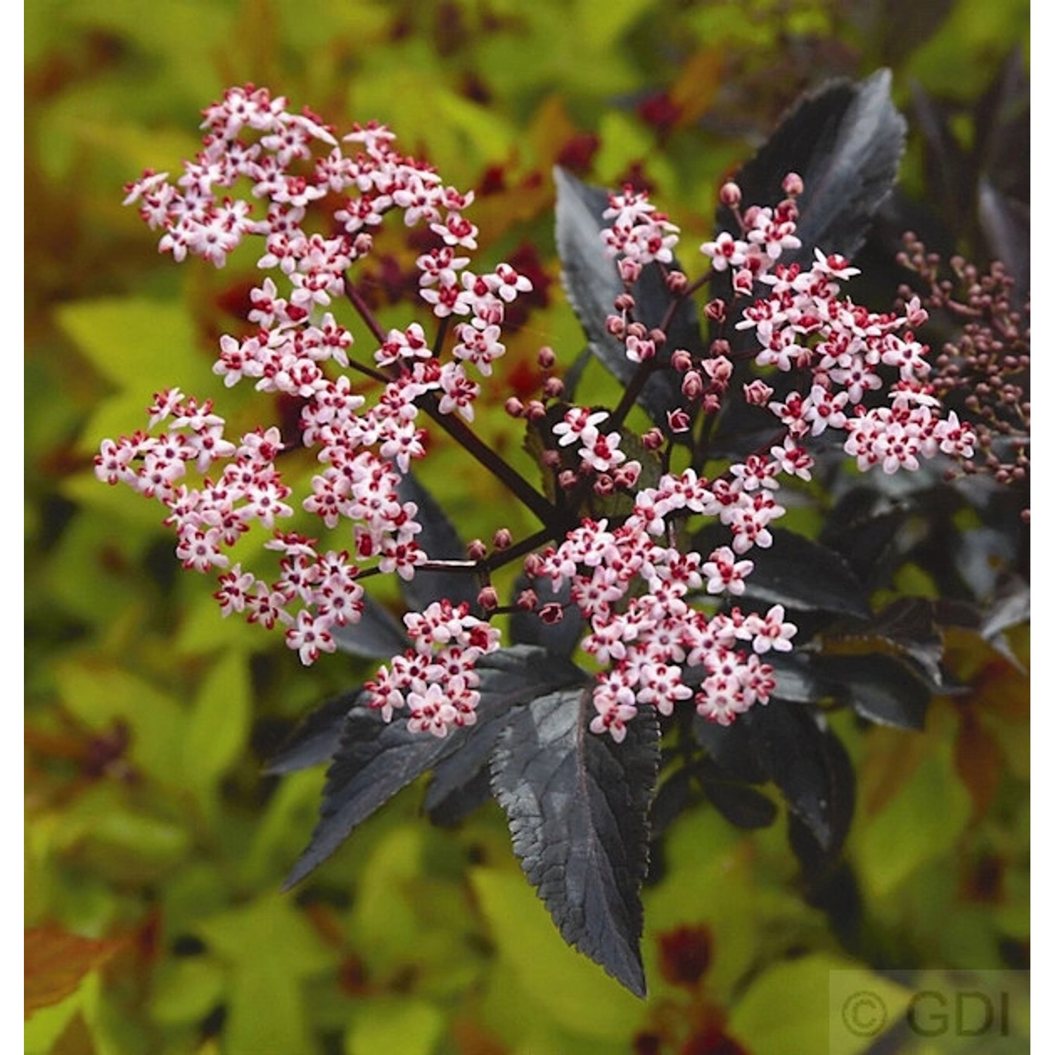 Schwarzer Holunder Black Beauty 30-40cm - Sambucus nigra Schwarzer Holunder Black Beauty 30-40cm - Sambucus nigra von Die Nr-01.de