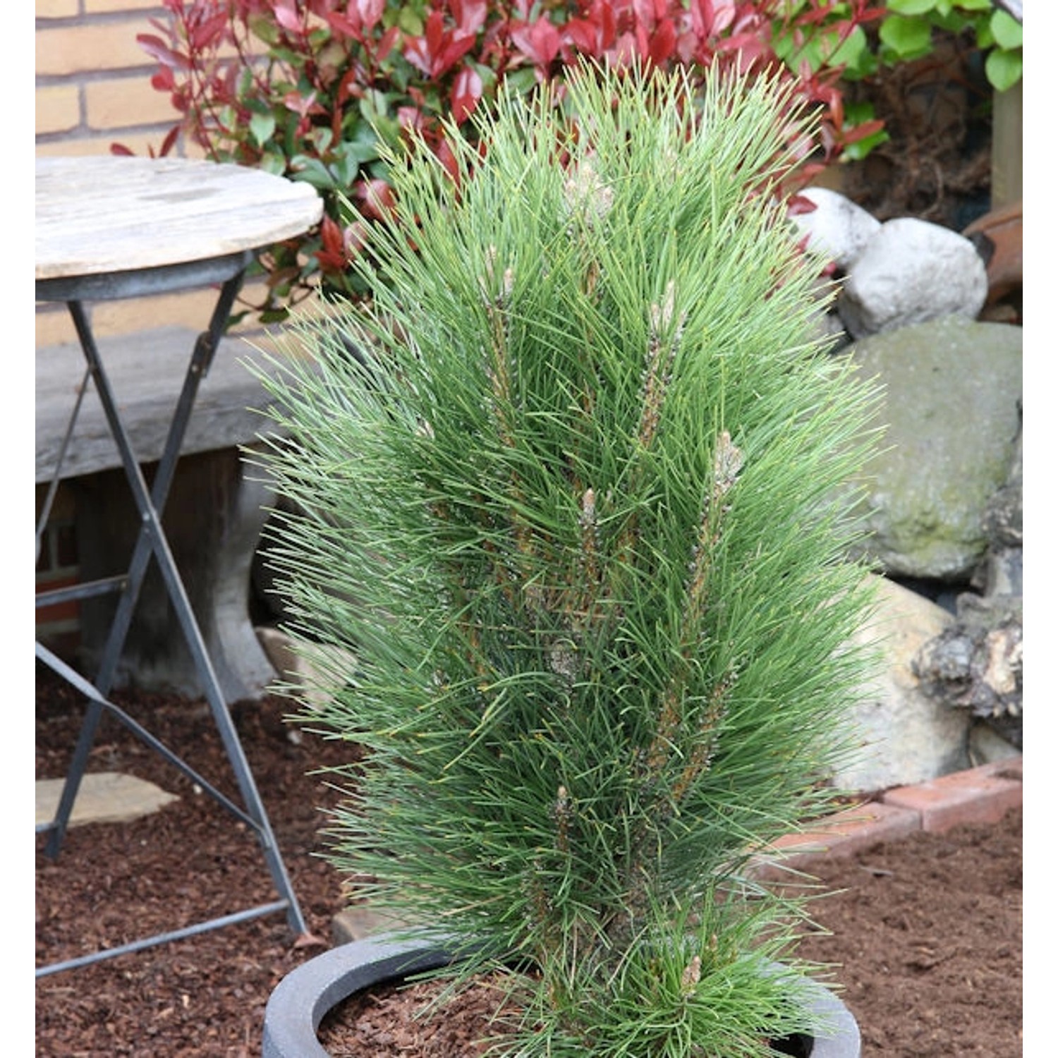 Schwarzkiefer Green Tower 60-80cm - Pinus nigra Schwarzkiefer Green Tower 60-80cm - Pinus nigra von Die Nr-01.de