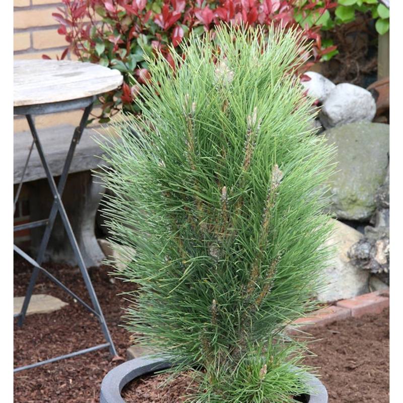 Schwarzkiefer Green Tower 60-80cm - Pinus nigra von Die Nr-01.de
