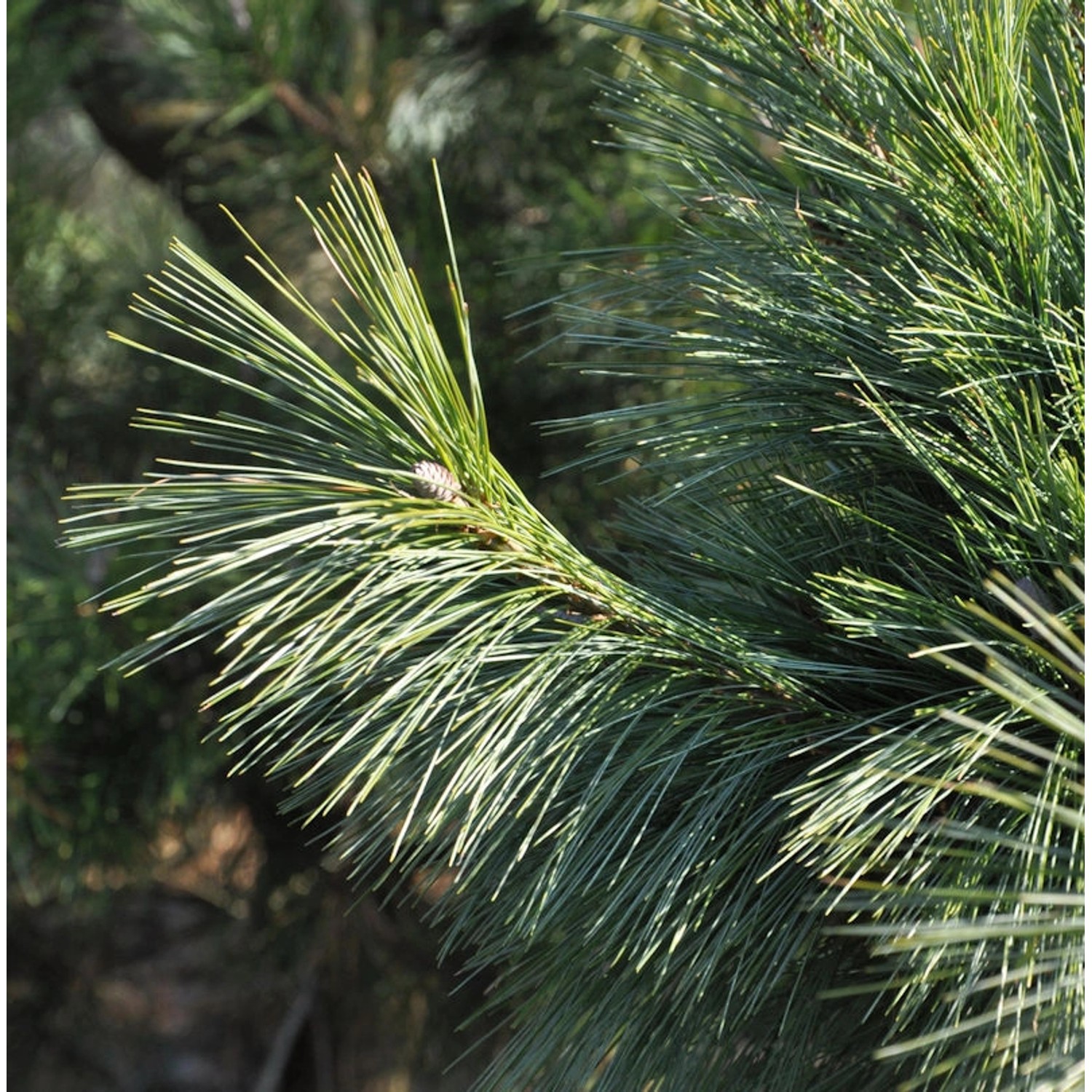 Schwerin Kiefer Wiethorst 40-50cm - Pinus schwerinii Schwerin Kiefer Wiethorst 40-50cm - Pinus schwerinii von Die Nr-01.de