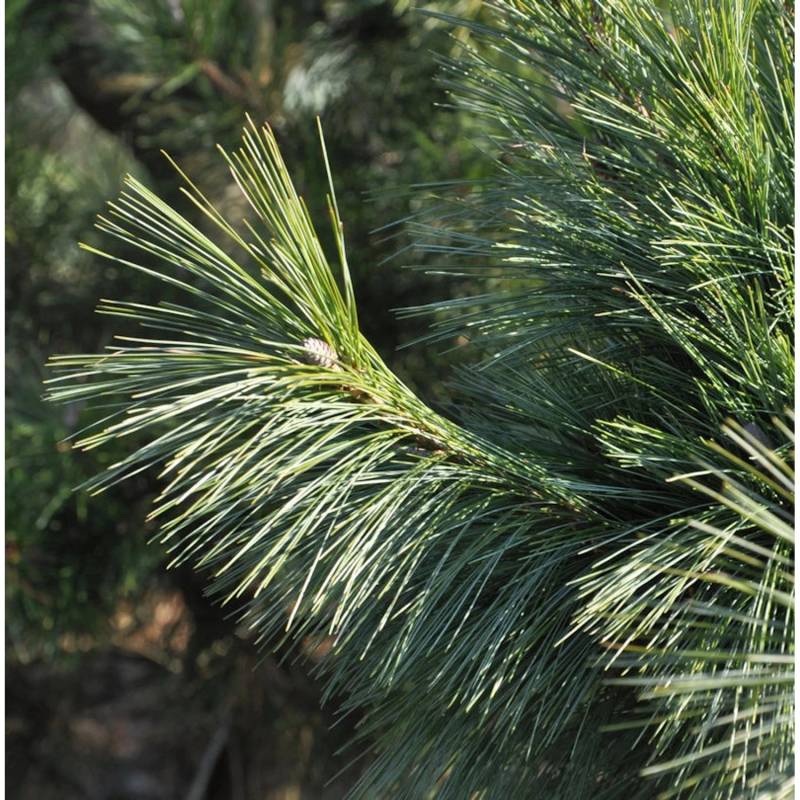 Schwerin Kiefer Wiethorst 40-50cm - Pinus schwerinii von Die Nr-01.de