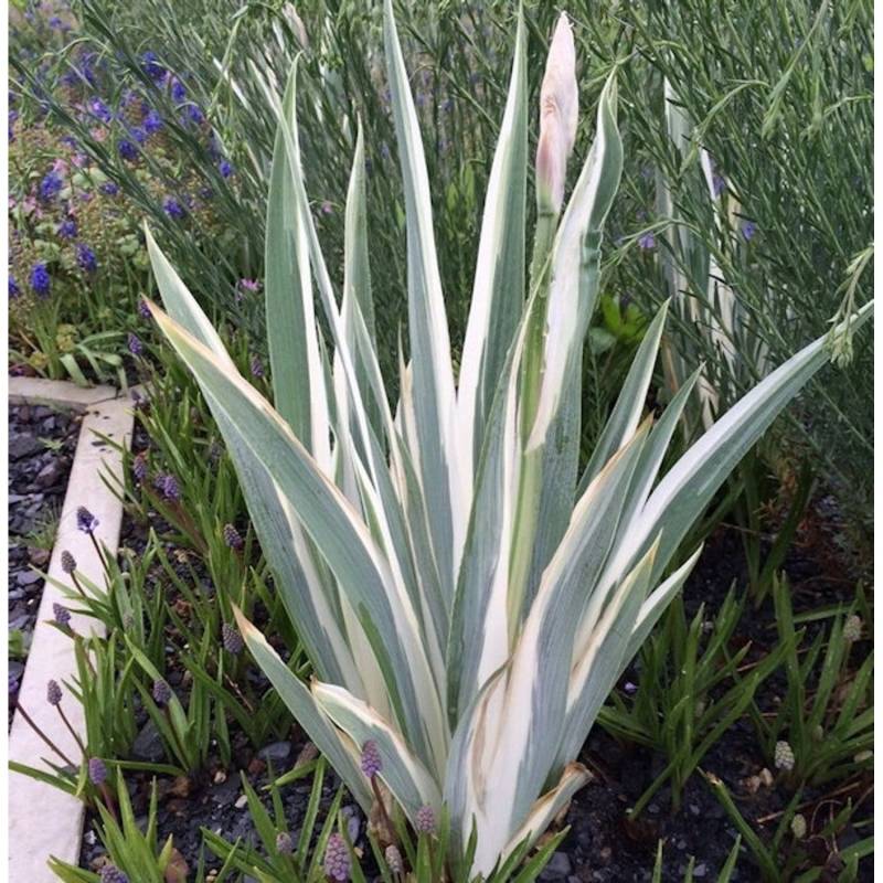 Schwertlilie Argentea Variegata - Iris pallida Schwertlilie Argentea Variegata - Iris pallida von Die Nr-01.de