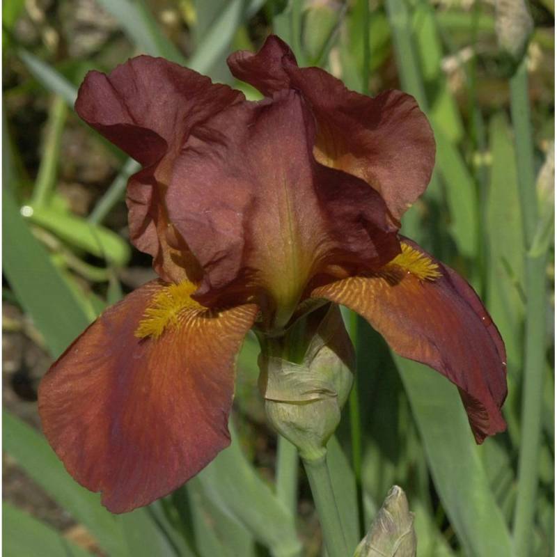 Schwertlilie Attention Please - Iris barbata Schwertlilie Attention Please - Iris barbata von Die Nr-01.de