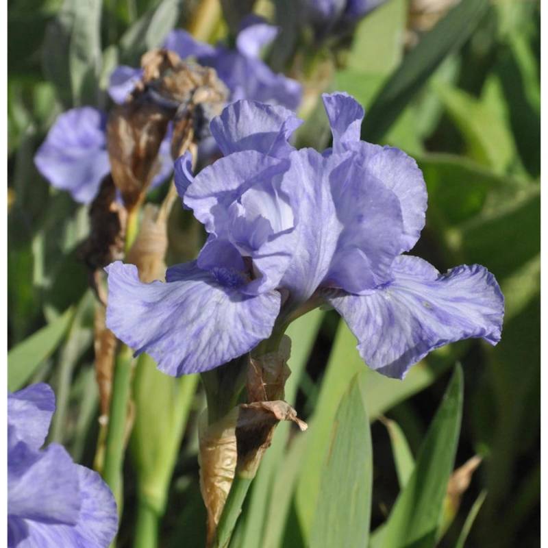 Schwertlilie Az Ap - Iris barbata von Die Nr-01.de