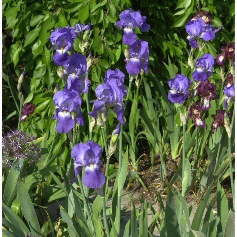 Schwertlilie Blue Rhythm - Iris barbata von Die Nr-01.de