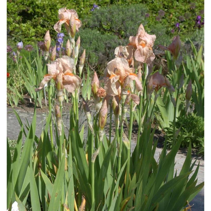 Schwertlilie Blushing Pink - Iris barbata von Die Nr-01.de