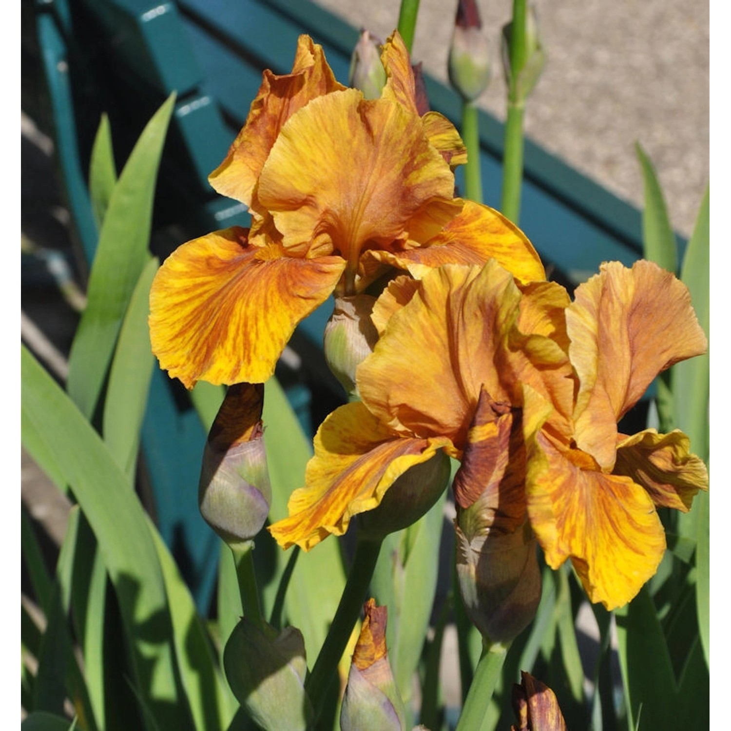 Schwertlilie Cajun Rhythm - Iris barbata Schwertlilie Cajun Rhythm - Iris barbata von Die Nr-01.de