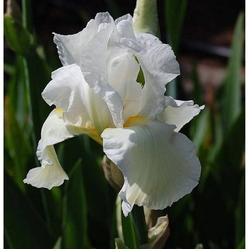 Schwertlilie Cliffs of Dover - Iris barbata von Die Nr-01.de