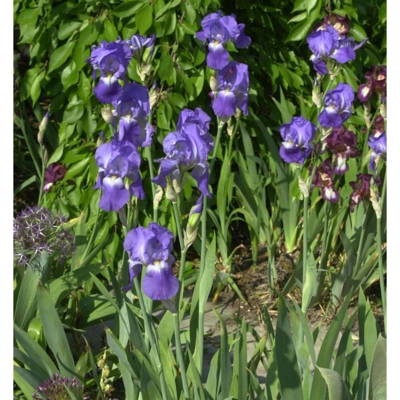 Schwertlilie Harbor Blue - Iris barbata von Die Nr-01.de