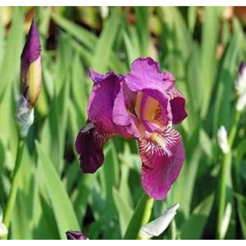 Schwertlilie Imperator - Iris barbata von Die Nr-01.de