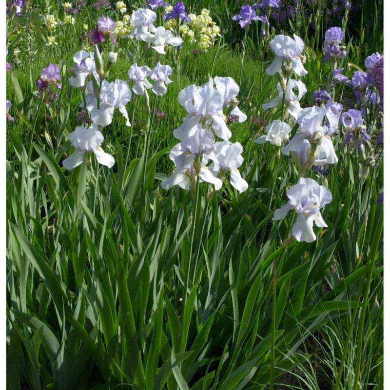 Schwertlilie Springtime Madonna - Iris barbata Schwertlilie Springtime Madonna - Iris barbata von Die Nr-01.de