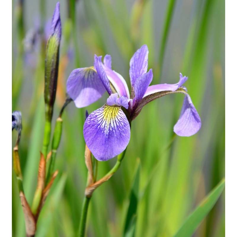 Schwertlilie Versicolor - Iris versicolor Schwertlilie Versicolor - Iris versicolor von Die Nr-01.de