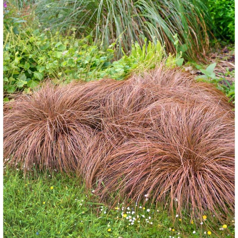 Segge Bronze Form - Carex comans von Die Nr-01.de