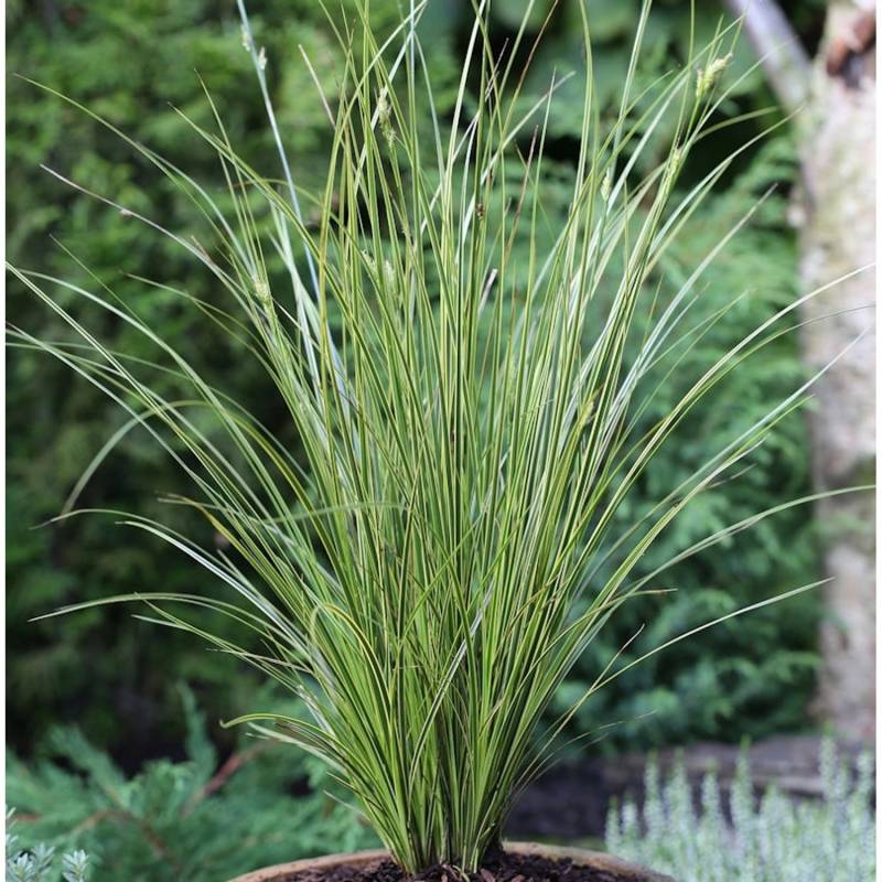 Segge Honymoon - großer Topf - Carex brunnea von Die Nr-01.de