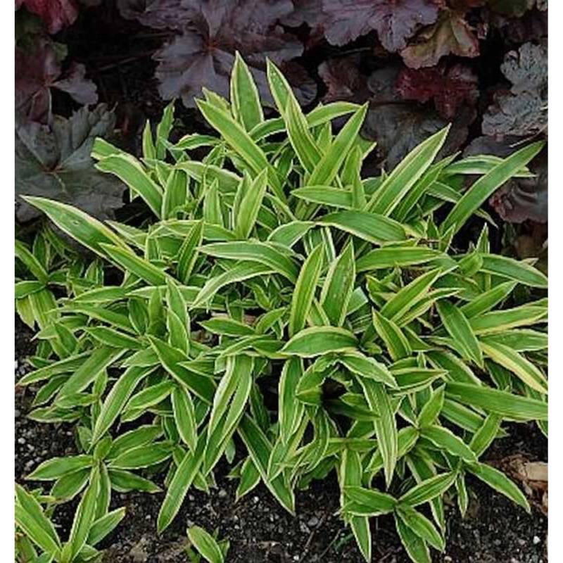 Segge Silver Sceptre - Carex morrowii von Die Nr-01.de