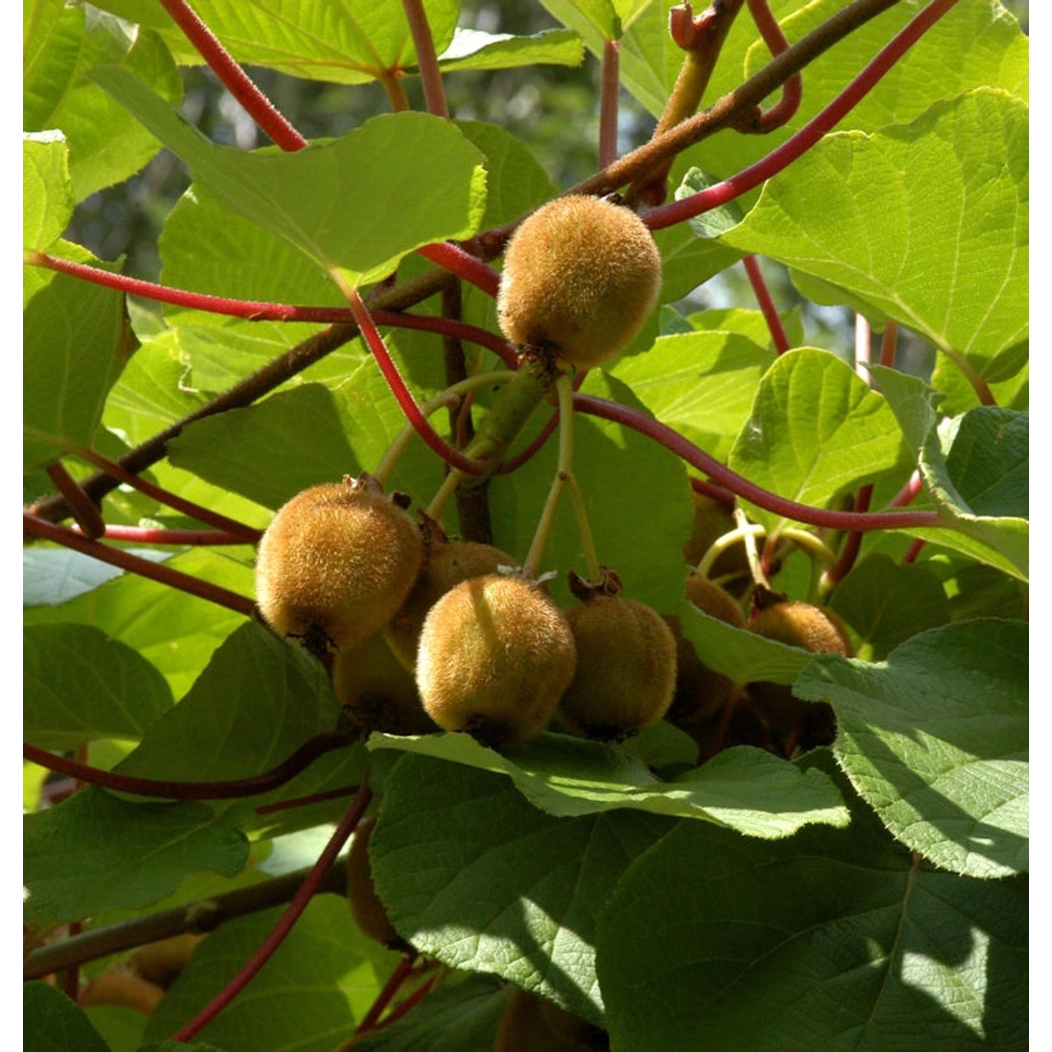 Selbstfruchtende Kiwi Boskoop 60-80cm - Actinidia chinensis Selbstfruchtende Kiwi Boskoop 60-80cm - Actinidia chinensis von Die Nr-01.de