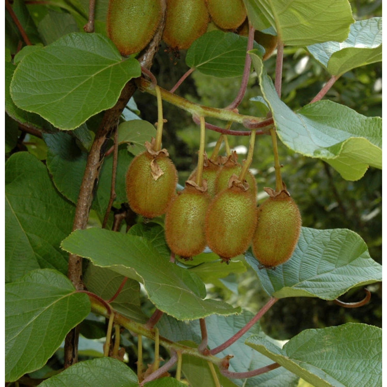 Selbstfruchtende Kiwi Issai 100-125cm - Actinidia arguta Selbstfruchtende Kiwi Issai 100-125cm - Actinidia arguta von Die Nr-01.de