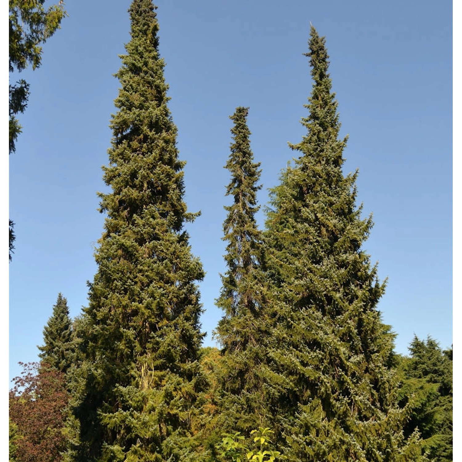 Serbische Fichte 80-100cm - Picea omorika von Die Nr-01.de