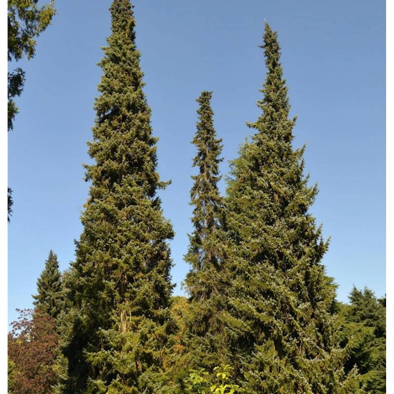Serbische Fichte 80-100cm - Picea omorika von Die Nr-01.de