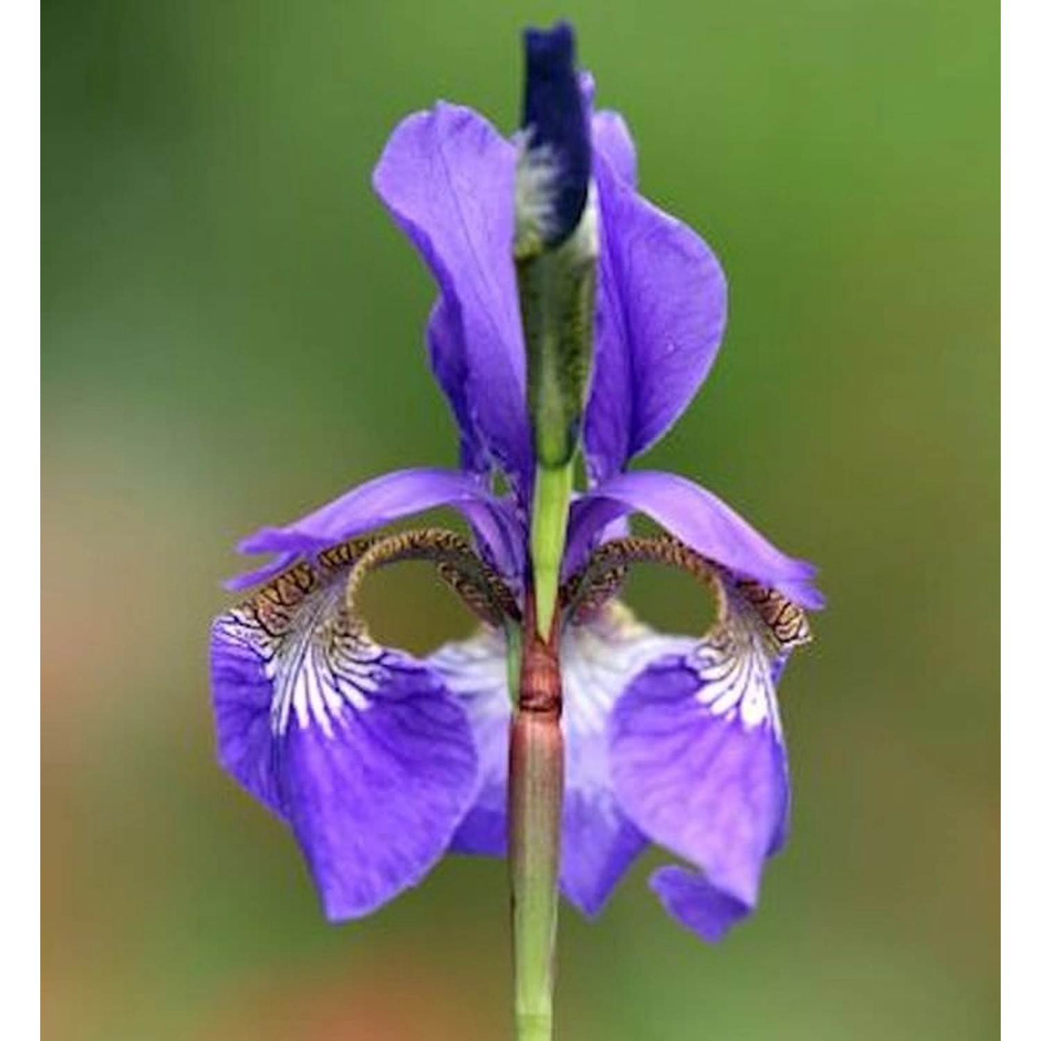 Sibirische Schwertlilie Blue King - Iris sibirica Sibirische Schwertlilie Blue King - Iris sibirica von Die Nr-01.de