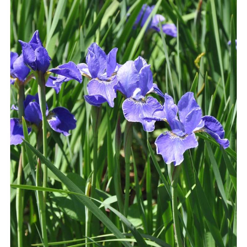Sibirische Wieseniris Silver Edge - Iris sibirica von Die Nr-01.de