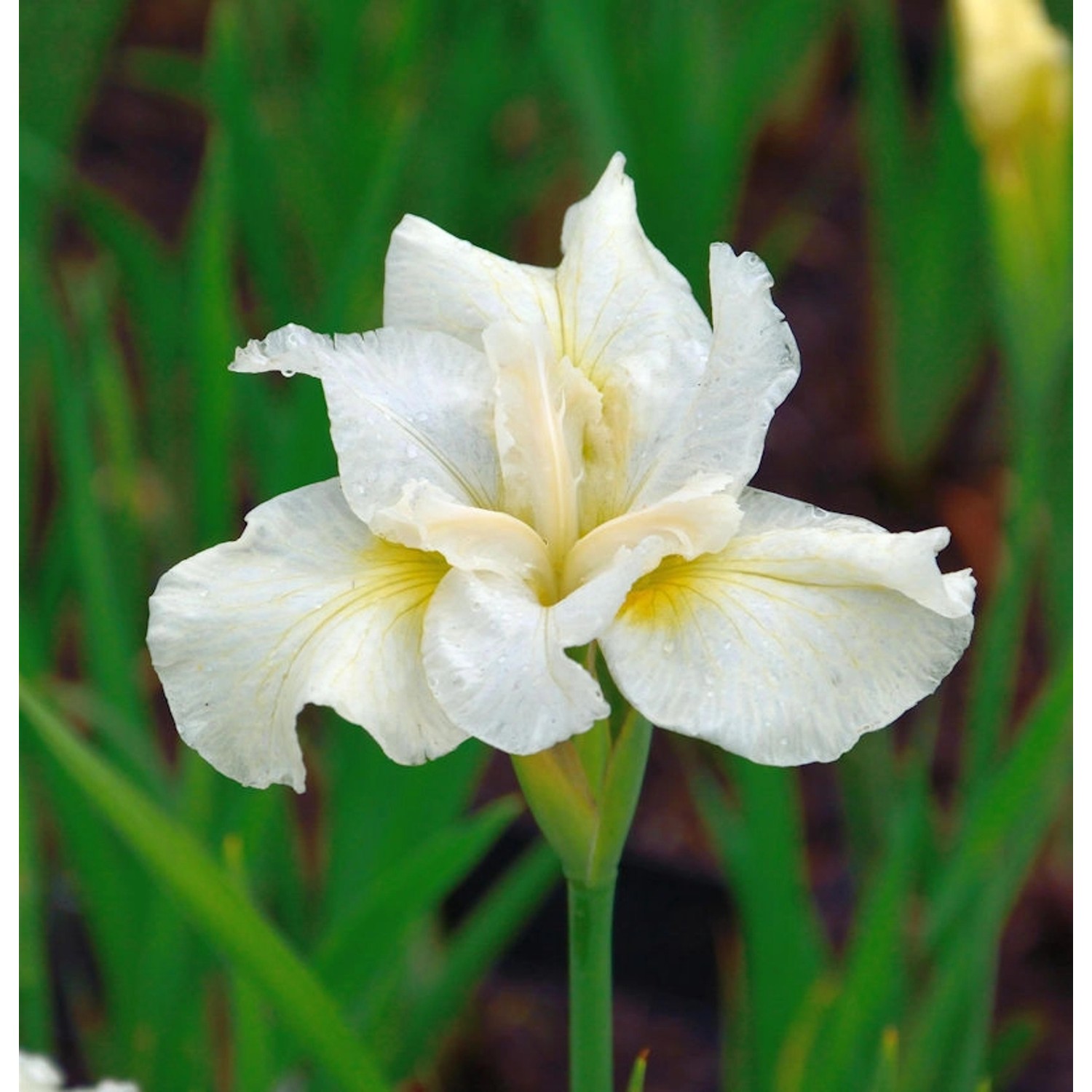 Sibirische Wieseniris White Horse - Iris sibirica Sibirische Wieseniris White Horse - Iris sibirica von Die Nr-01.de