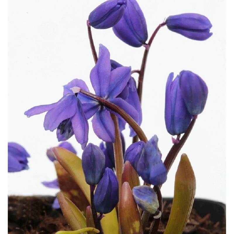 Sibirischer Blaustern Spring Beauty - Scilla siberica Spring Beauty von Die Nr-01.de