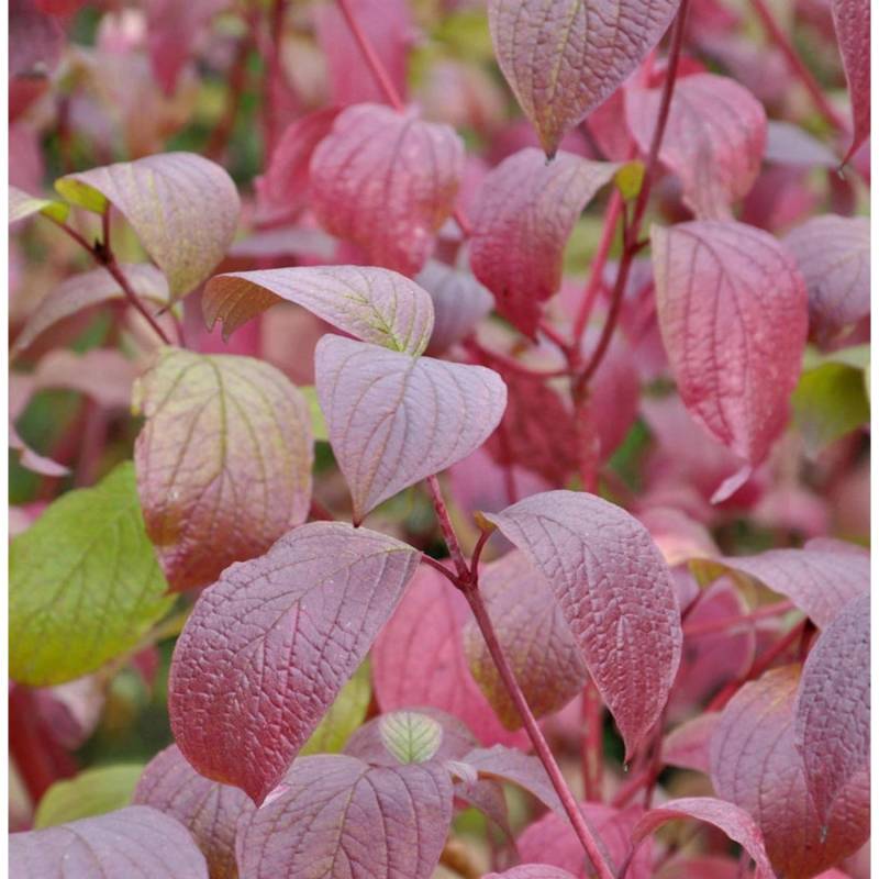 Sibirischer Hartriegel Siberian Pearls 40-60cm - Cornus alba von Die Nr-01.de