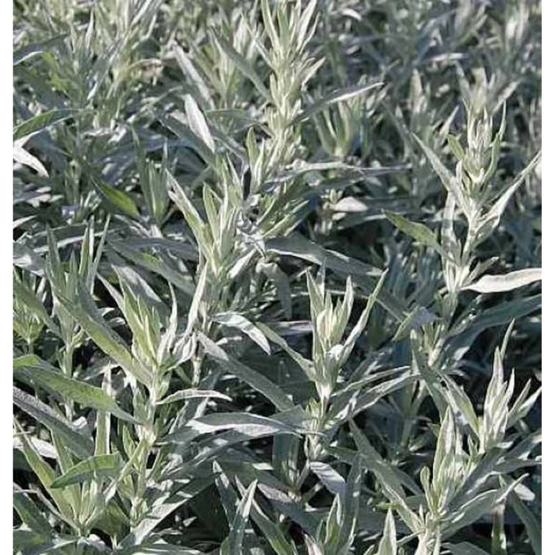 Silber Edelraute Silver Queen - Artemisia ludoviciana von Die Nr-01.de