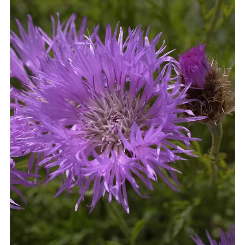 Silber Flockenblume - Centaurea pulcherrima von Die Nr-01.de