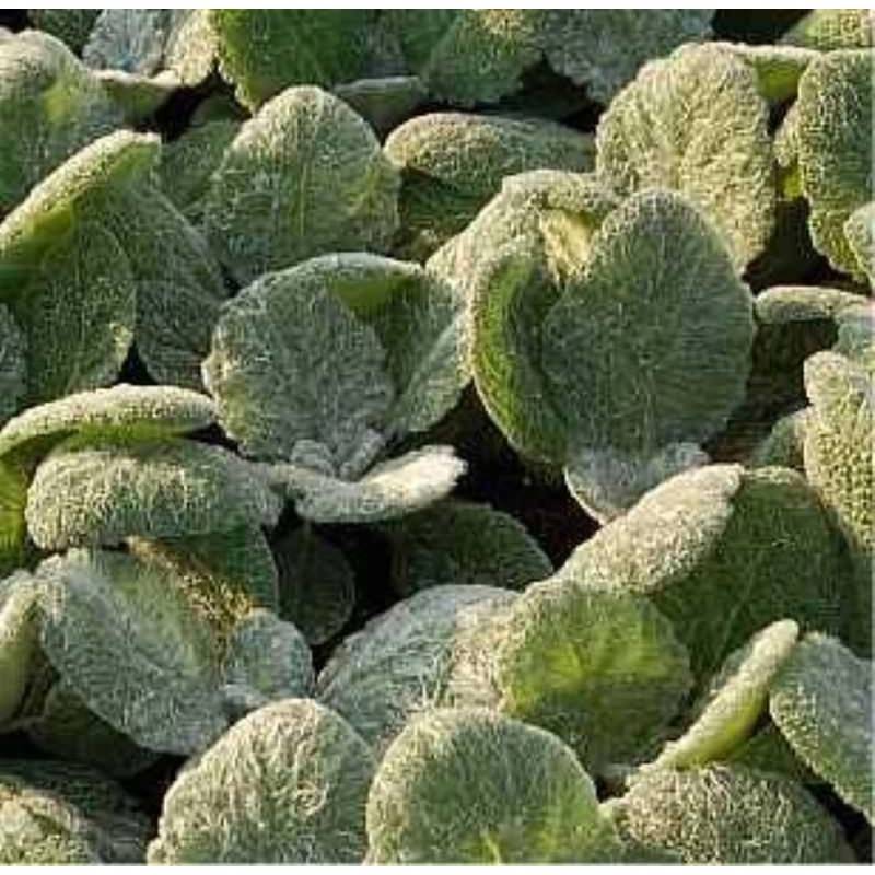 Silber Salbei - Salvia argentea von Die Nr-01.de