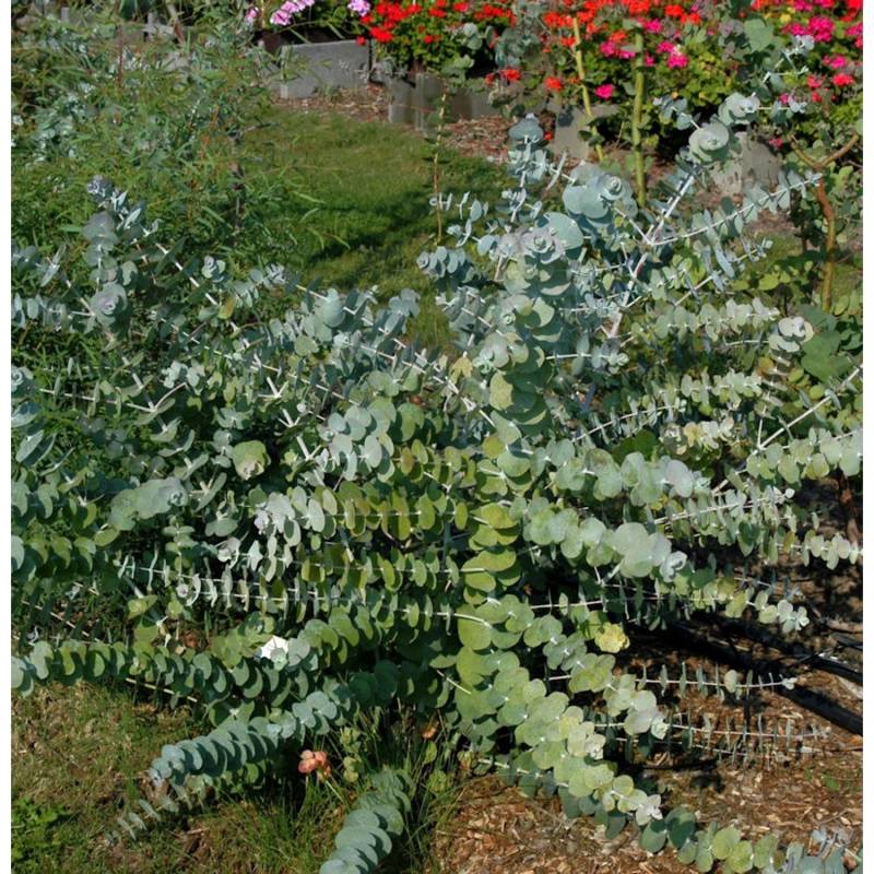 Silberblättriger Eukalyptus Baby Blue 20-30cm - Eucalyptus pulverulenta von Die Nr-01.de