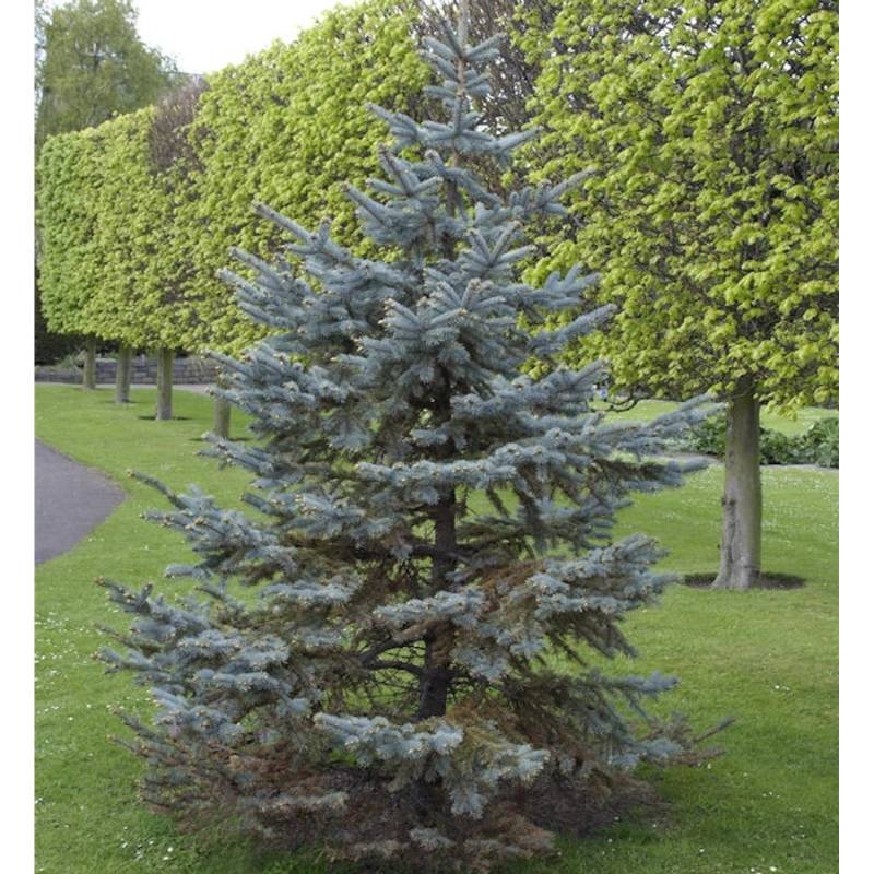 Silberfichte Blaufichte Hoopsii 50-60cm - Picea pungens Silberfichte Blaufichte Hoopsii 50-60cm - Picea pungens von Die Nr-01.de