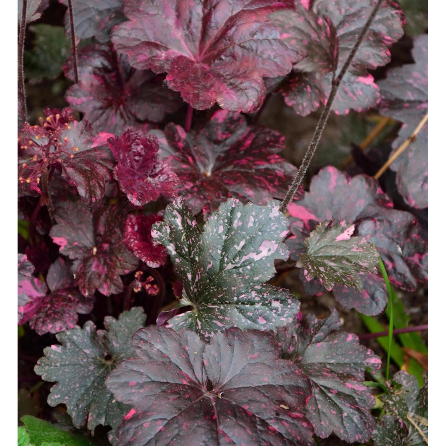 Silberglöckchen Frosted Violet - Heuchera cultorum von Die Nr-01.de