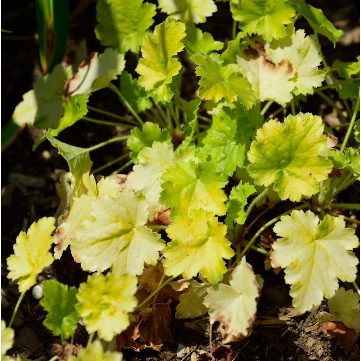 Silberglöckchen Key Lime Pie - Heuchera cultorum Silberglöckchen Key Lime Pie - Heuchera cultorum von Die Nr-01.de