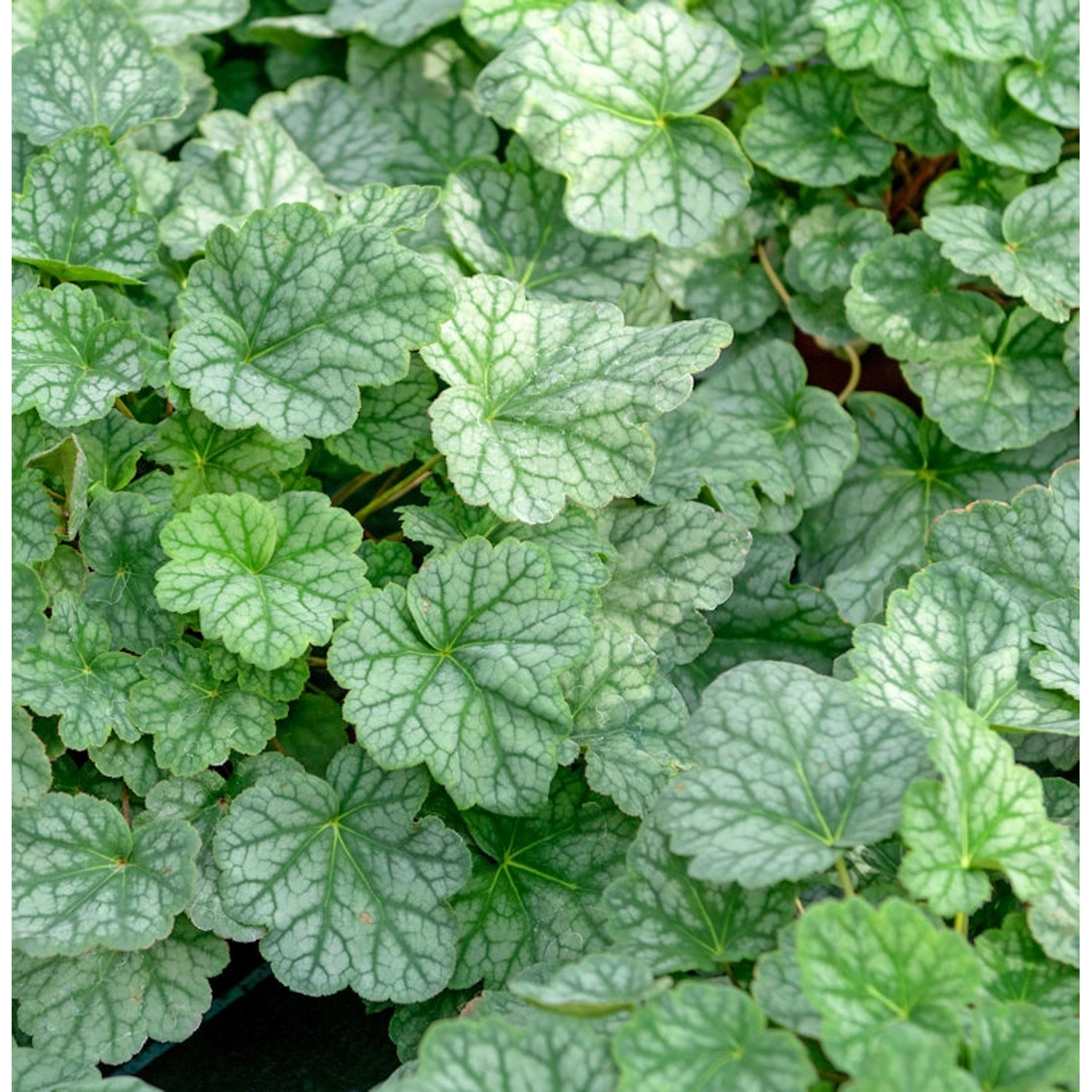 Silberglöckchen Mint Julep - Heuchera cultorum Silberglöckchen Mint Julep - Heuchera cultorum von Die Nr-01.de
