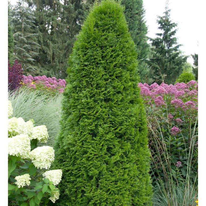 Smaragd Lebensbaum 125-150cm - Thuja occidentalis Smaragd Lebensbaum 125-150cm - Thuja occidentalis von Die Nr-01.de