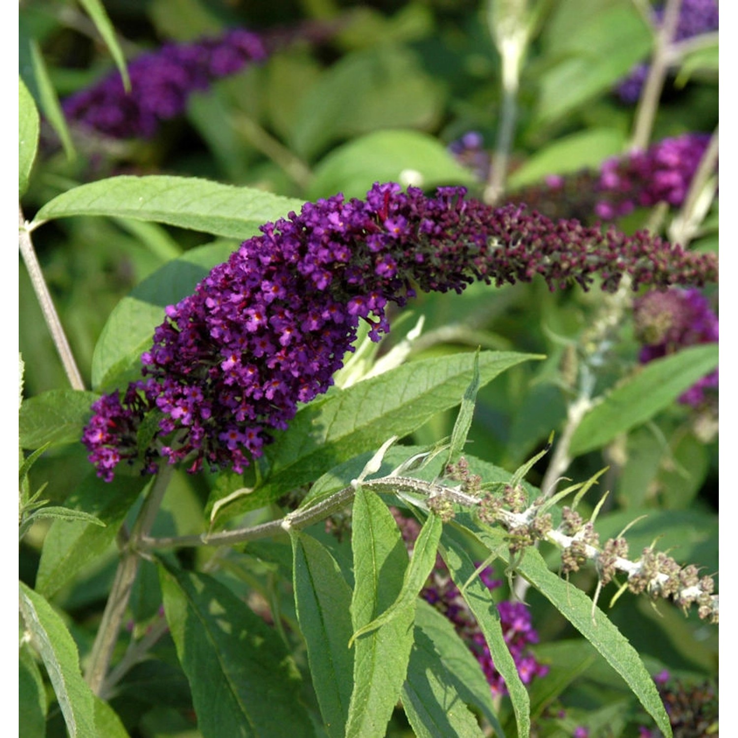 Sommerflieder Black Knight 60-80cm - Buddleja Sommerflieder Black Knight 60-80cm - Buddleja von Die Nr-01.de