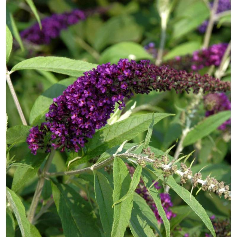 Sommerflieder Black Knight 80-100cm - Buddleja von Die Nr-01.de