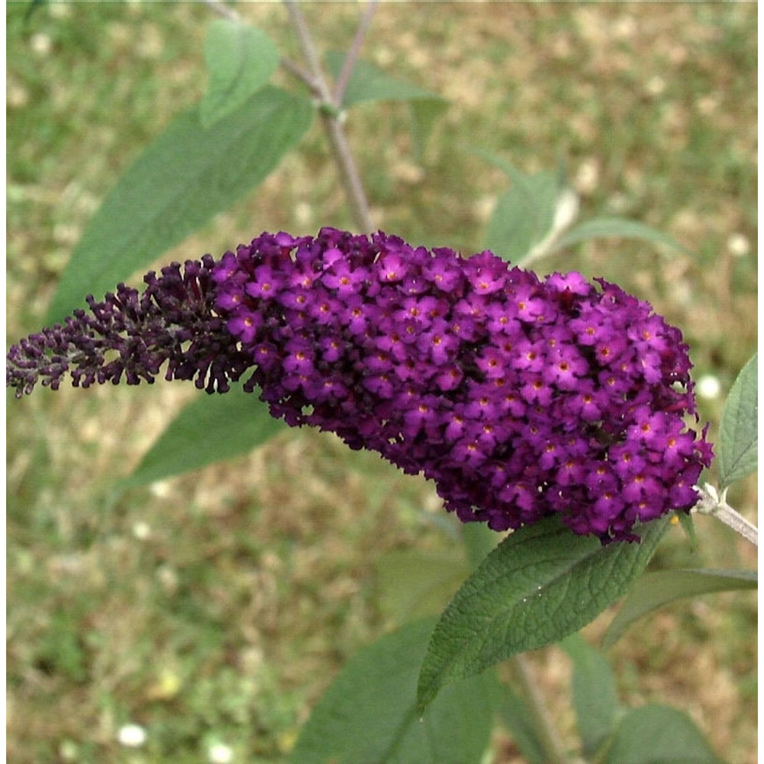 Sommerflieder Funky Fuchsia 40-60cm - Buddleja Sommerflieder Funky Fuchsia 40-60cm - Buddleja von Die Nr-01.de
